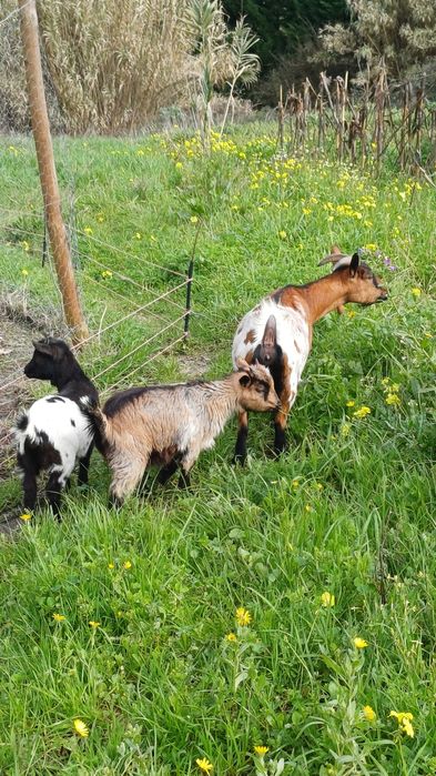 Vende se cabritinha anã