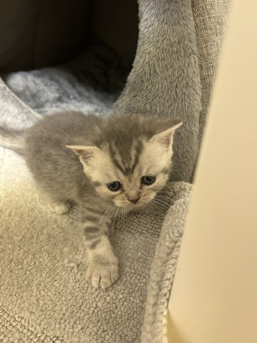 Кошенята шотландці