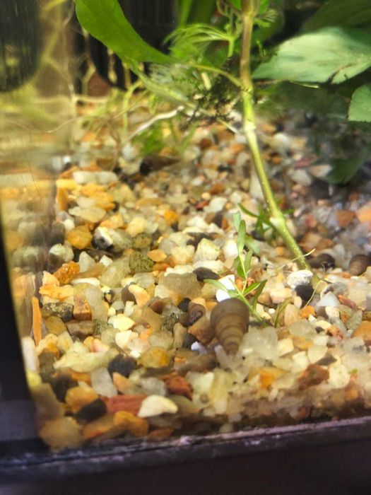 Caracois para aquario