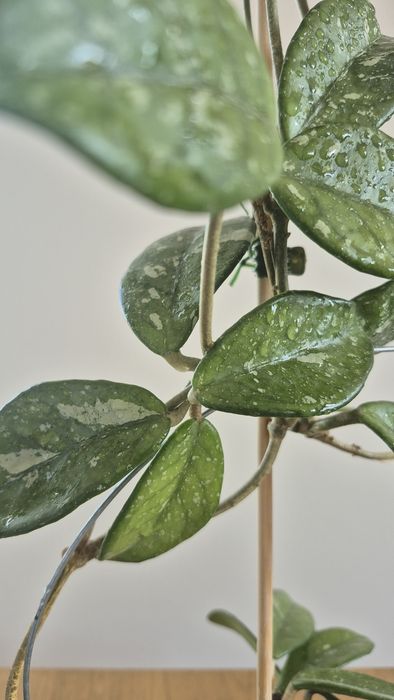 Hoya Hoja  Carnosa  Wilburgraves