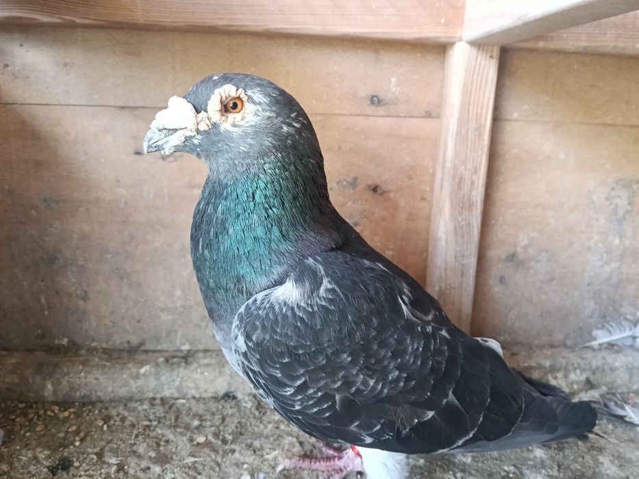 Gołębie pocztowe - piękne Narości