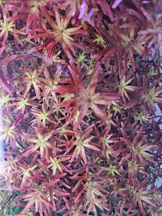 Rotala Rotundifolia 'Blood Red'