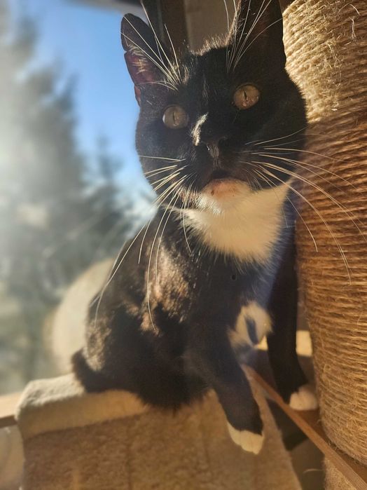 Irysek, 2 letni do adopcji