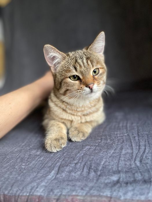 Котята котики отдам пушистый котенок