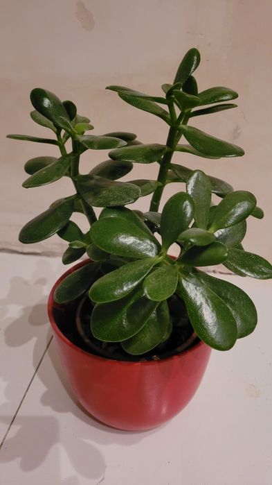 Duże drzewko szczescia