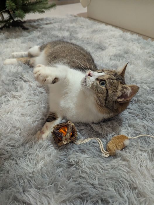 Киця Хлоя шукає дім Київ та область/ Україна/ Європа 
Друзі, знову пиш