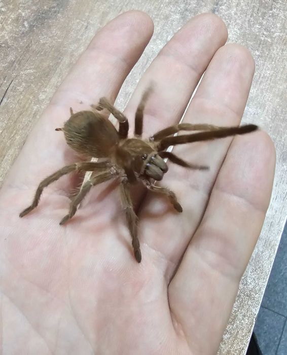 Pajak ptasznik z terrarium z wystrojem.