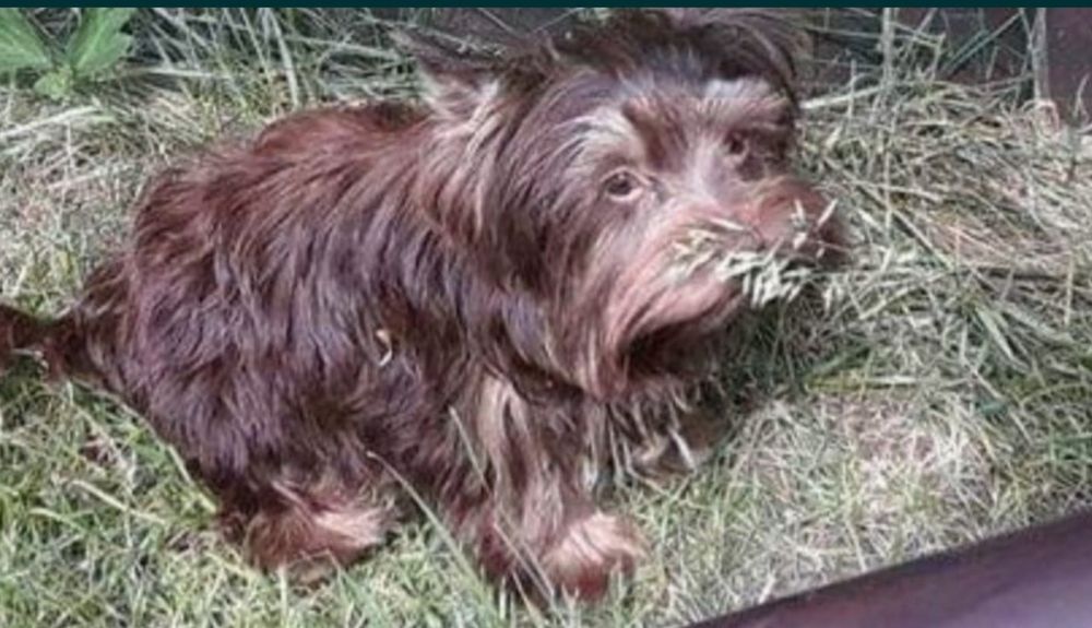 Yorkshire terrier czekoladowa suczka