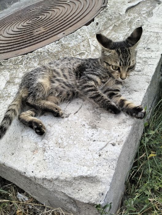 Малеча шукає родину