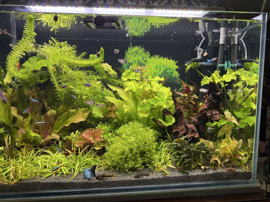 Продам акваріум 160 літрів