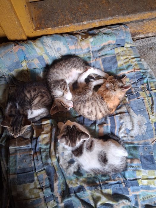4 kotki do oddania