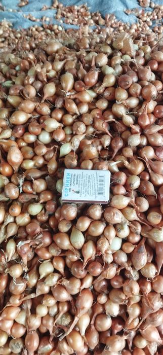 Лук -севок,арпаж,сіянка