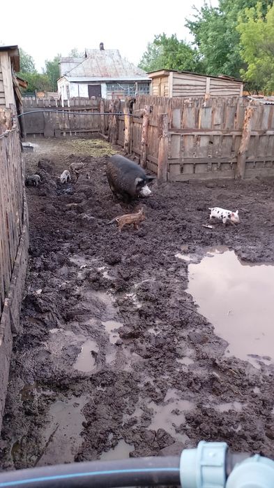 Є на продаж поросята такої породи:. Мангали .Кармали. Та Міні-пігов.