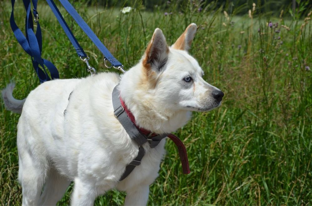 Piekny jasny piesek Kacper szuka domu! Adopcja psa