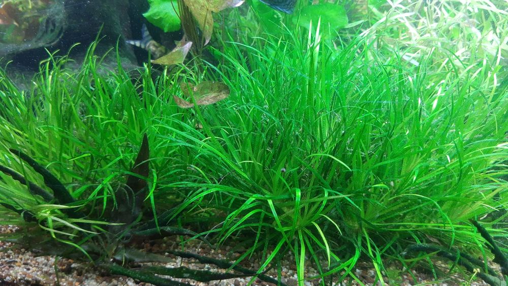 Rośliny akwariowe Blyxa Japonica DOSTEPNA