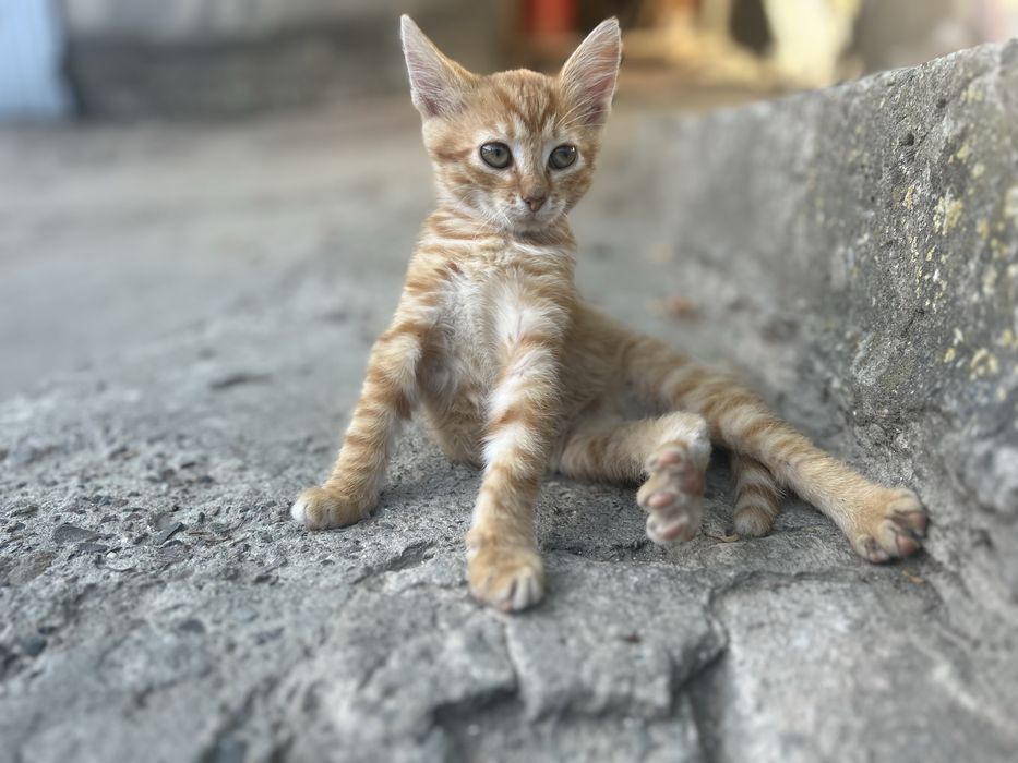 Кошенята в добрі руки