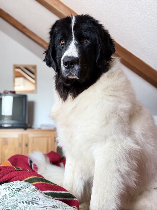 Landseer sunia zkwp