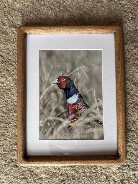 Ramka ze zdjęciem ptaka bażant, drewno, szkło, passe-partout