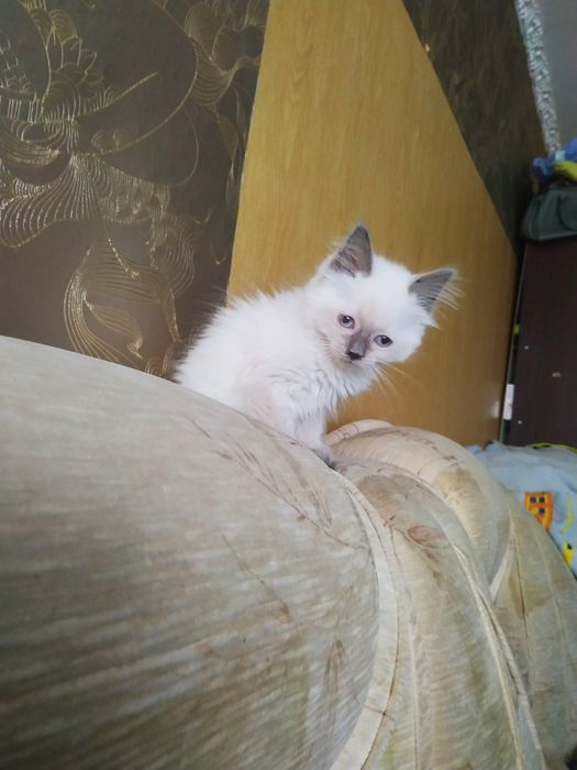 Розумний, добрий котик!