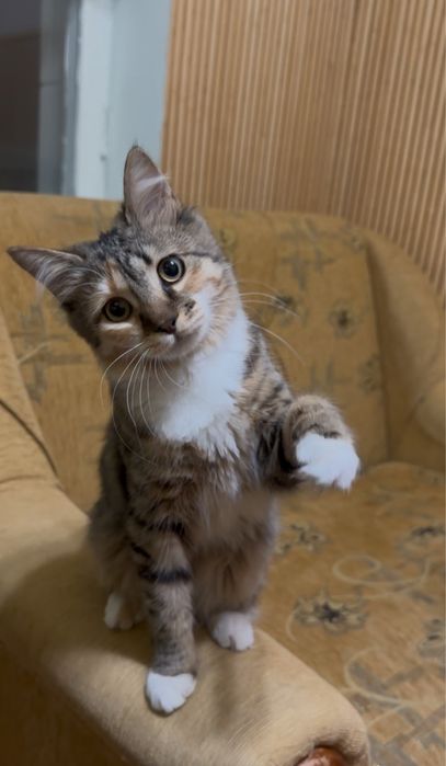 Безкоштовно Віддам кішку в добрі руки