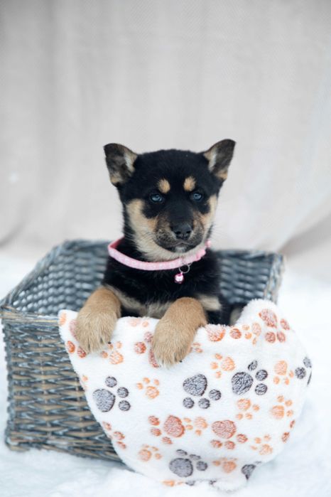 Цуценя Вівьєн, 2,5 міс., дівчика, вакцинована