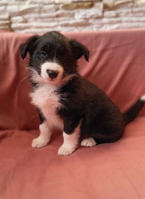 Border collie szczenię