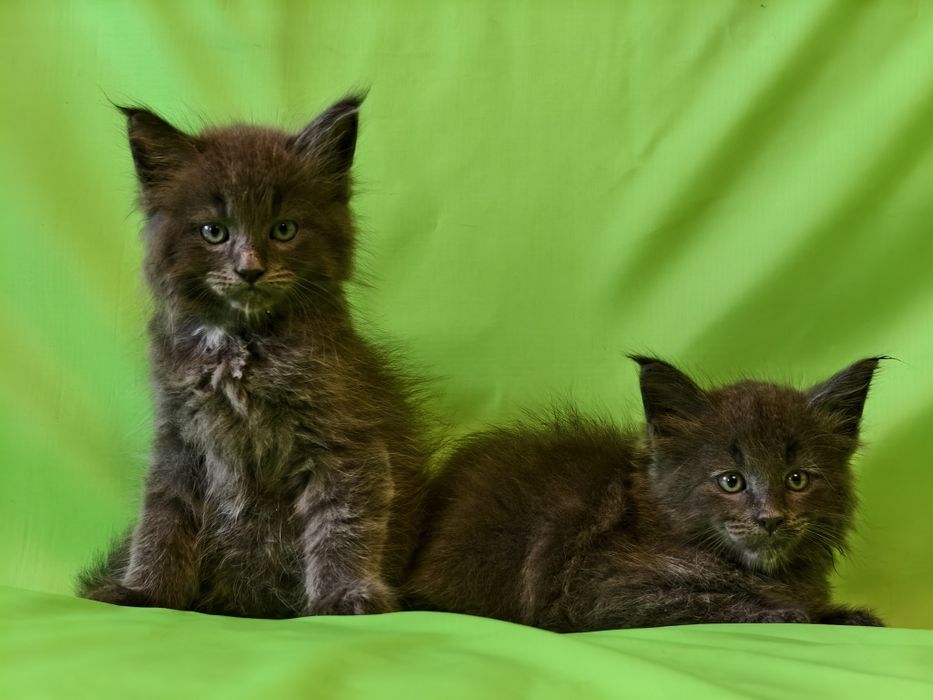 Шикарные котята породы Мейн Кун