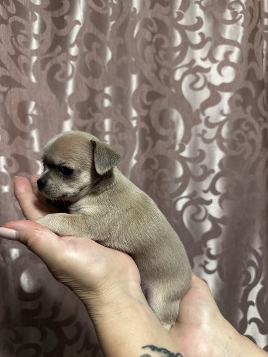 продамо цуциків чіхуахуа