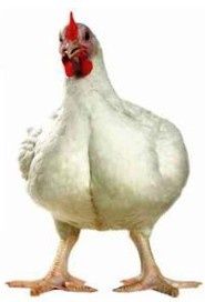 Цыплята бройлеры КОББ-500 (утята, мясо-яичные, несушка, индюшата)