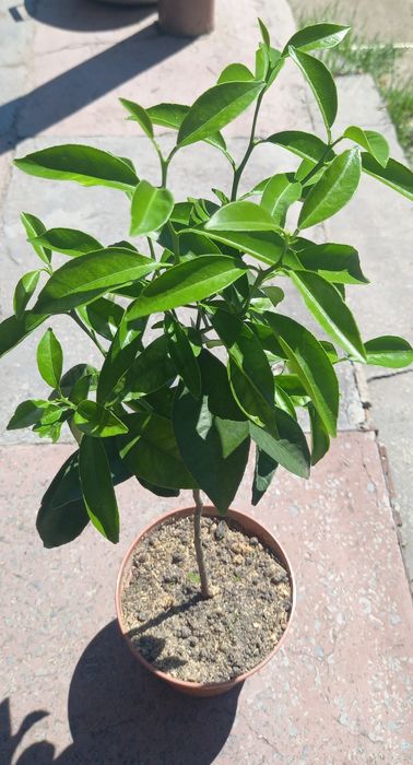 Кімнатне лимонне дерево