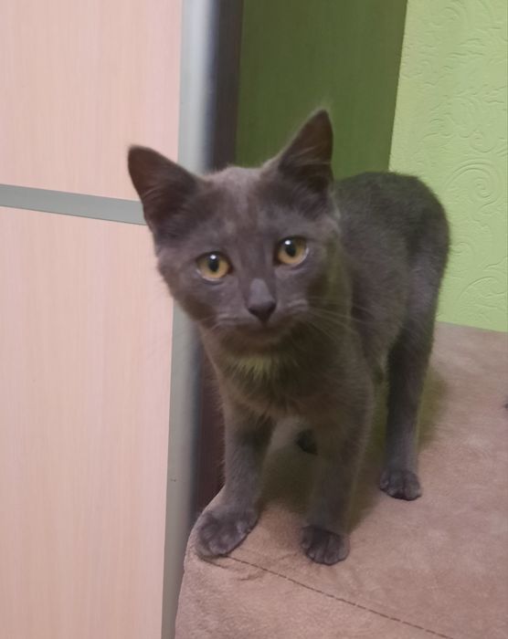 Продам британського котика