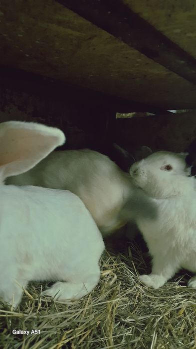 Продую кролі Каліфорнійці одним 5місяців можна злучать, а другим а дру