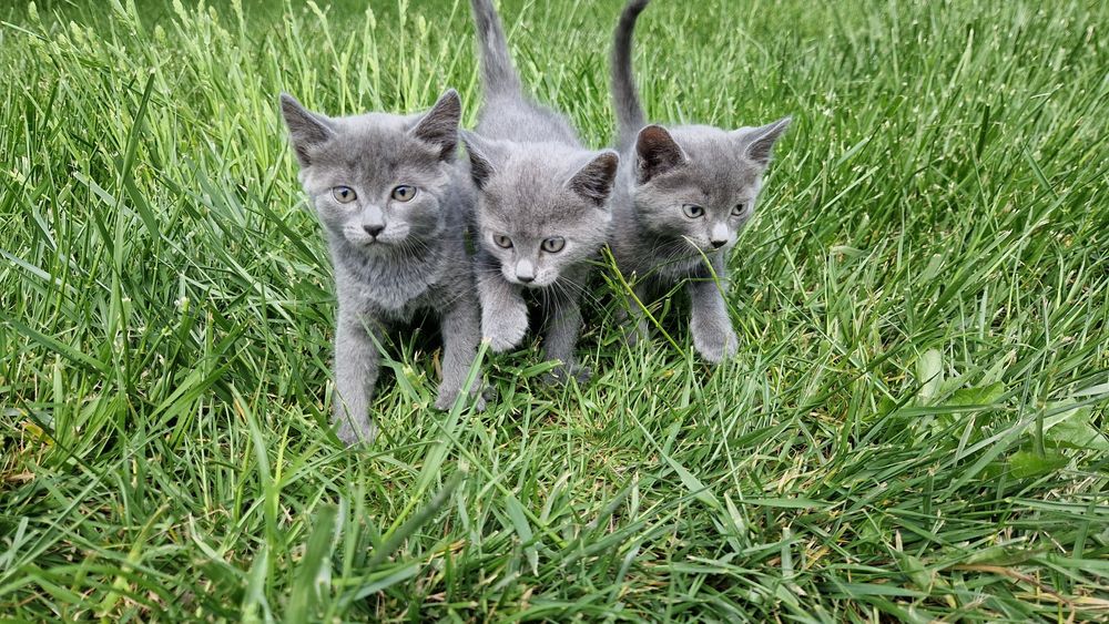 Кошенята Шартрез Котята Шартрез Кошеня