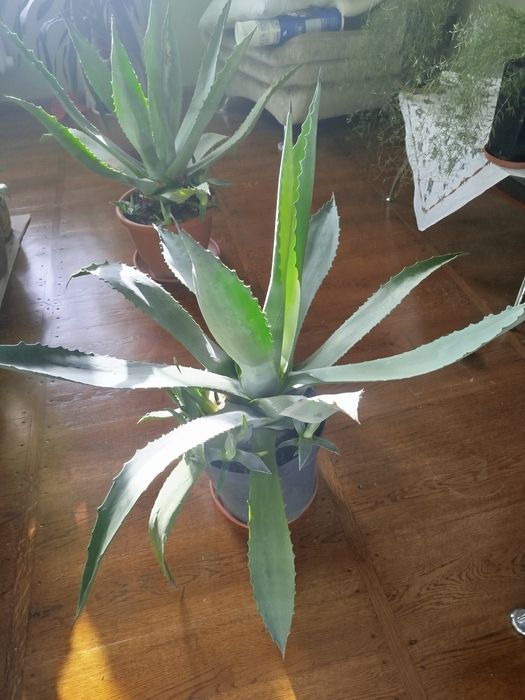 Кактус Агава. Ціна договірна