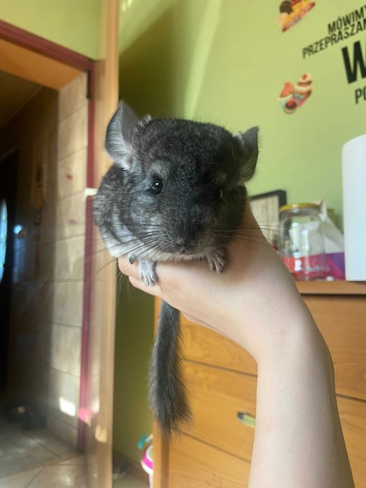 Szynszyl szynszyla standard samiec