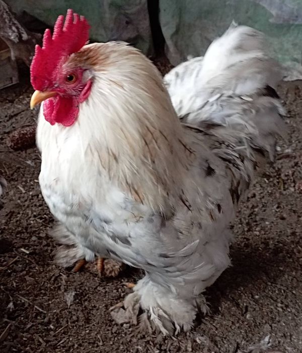 Породистые карликовые кохинхины