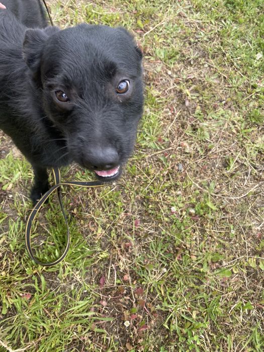 Czarny młody samiec pilnie szuka tymczasu lub swojego domu