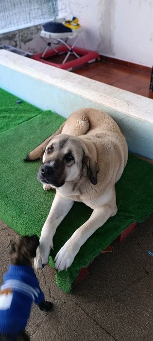 Da-se cadela muito meiga