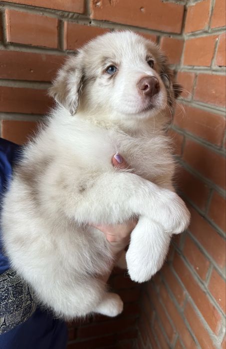 Цуценята бордер колі