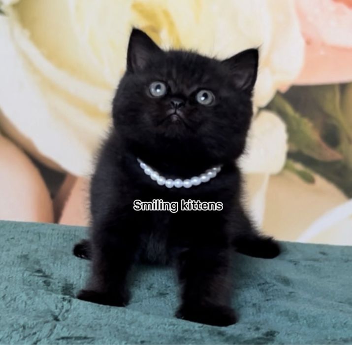Дуже красиві чорні кошенята