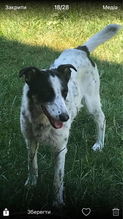 Віддам собаку в добрі руки дівчинка стерелізована вакцинована