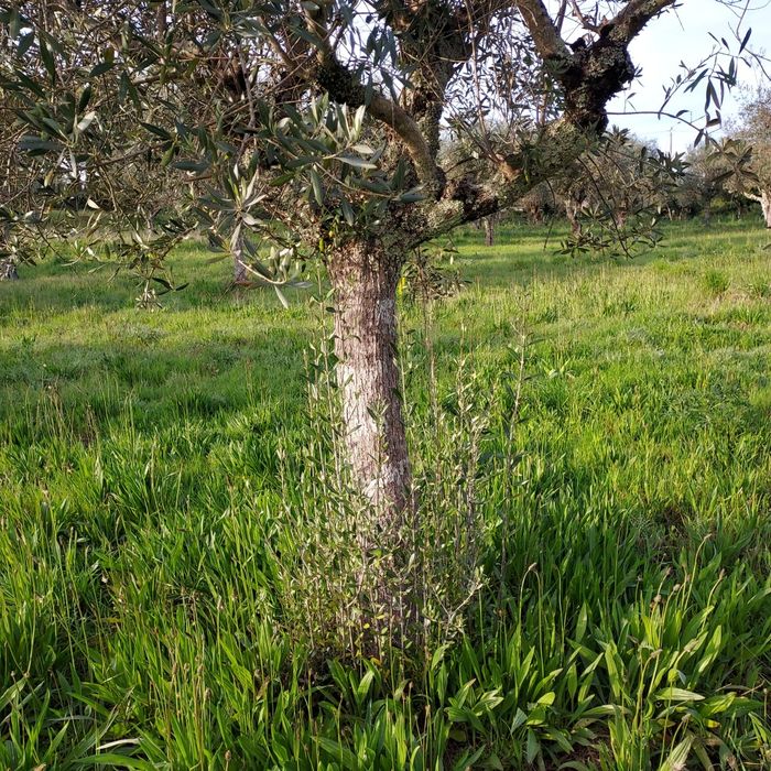 Oliveiras centenárias para jardins