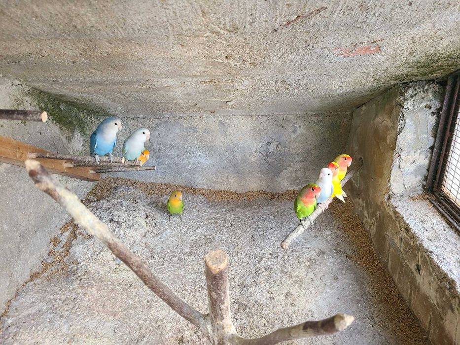 Agapornis roseicollis