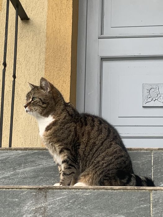 hotel dla psów domowy