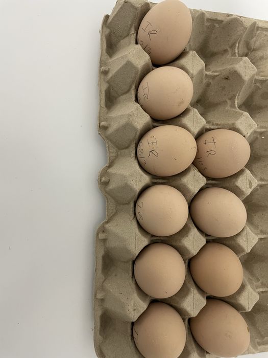 Ovos para incubação