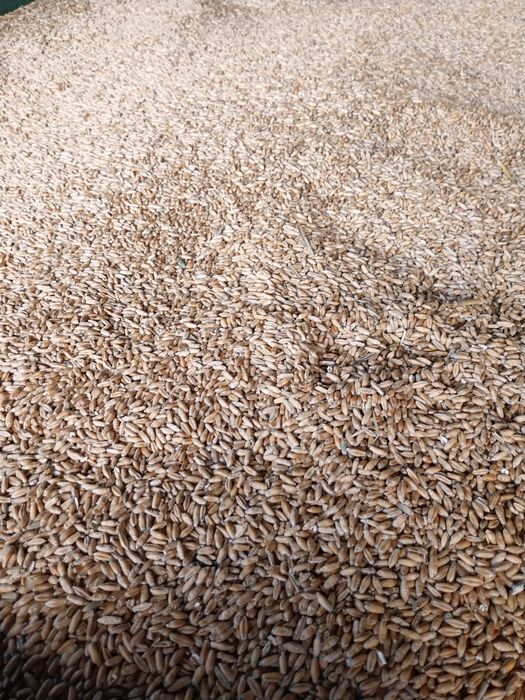 Pszenżyto pszenżyto