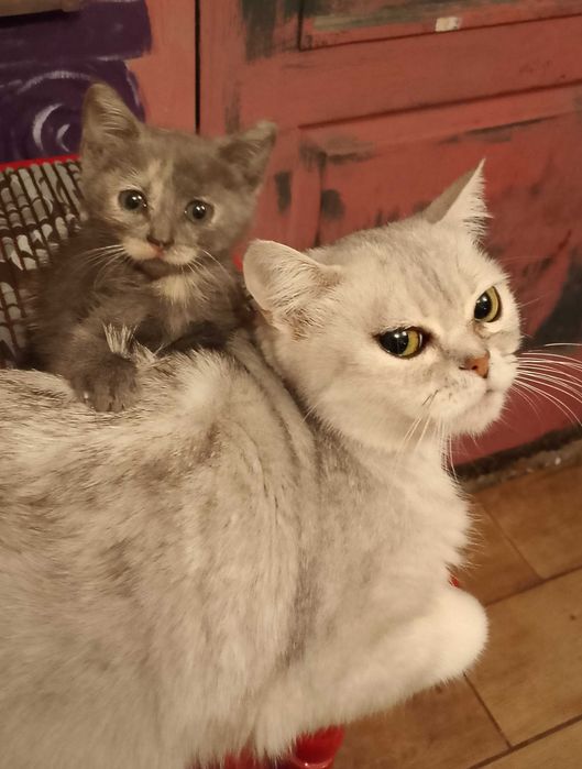 Кошеняти породи брітанська