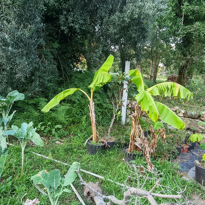 palmeira sika  varias