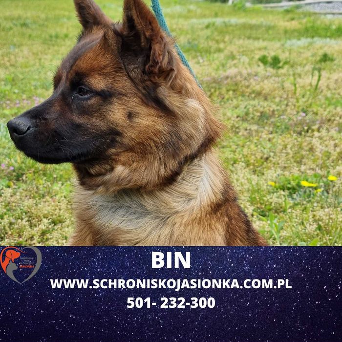 BIN do adopcji – Schronisko Jasionka