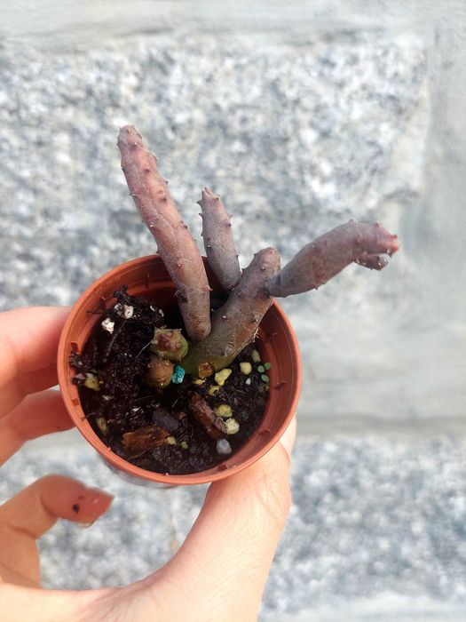 Suculentas 1€ cada